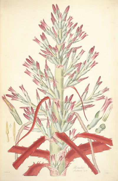 Illustration de Bromelia pinguin (syn. Bromelia fastuosa) - John Lindley